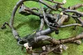 Проводка ДВС nissan x-trail NT31 QR25 2007 (б/у) — фото 2